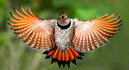 aves-capturadas-imageness.jpg